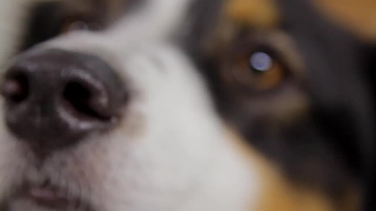 dave's doggy daycare