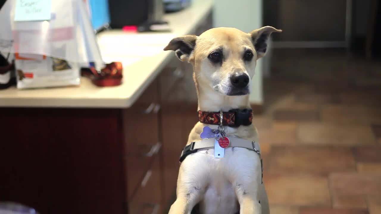 NEWTOWN VETERINARY HOSPITAL Updated October 2024 39 Photos & 40 Reviews 107 Penns Trl