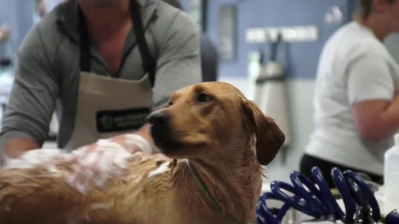 SCRUBBERS DOG WASH WEST BLOOMFIELD 52 Photos & 88 Reviews Pet