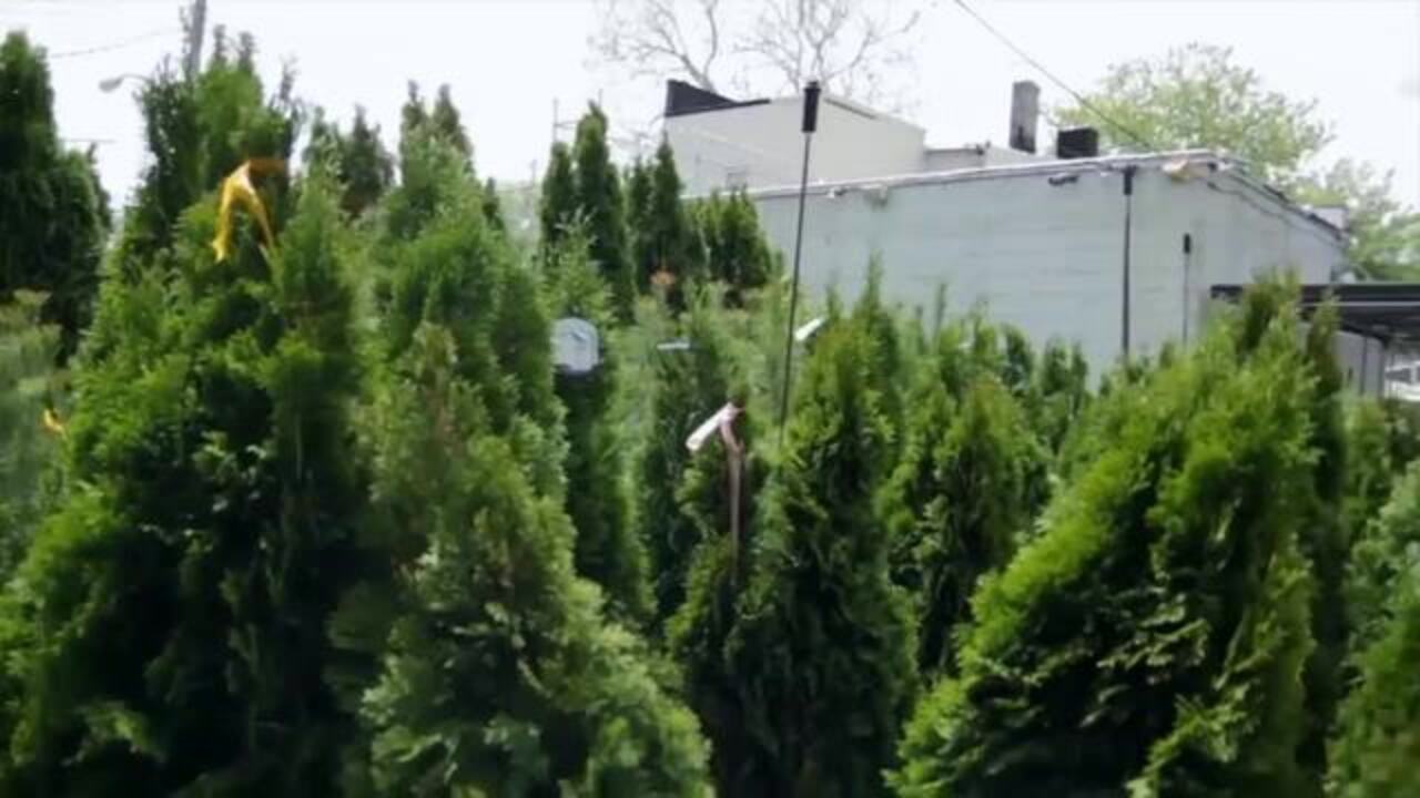 KINGS COUNTY NURSERIES 792 Photos & 119 Reviews Nurseries