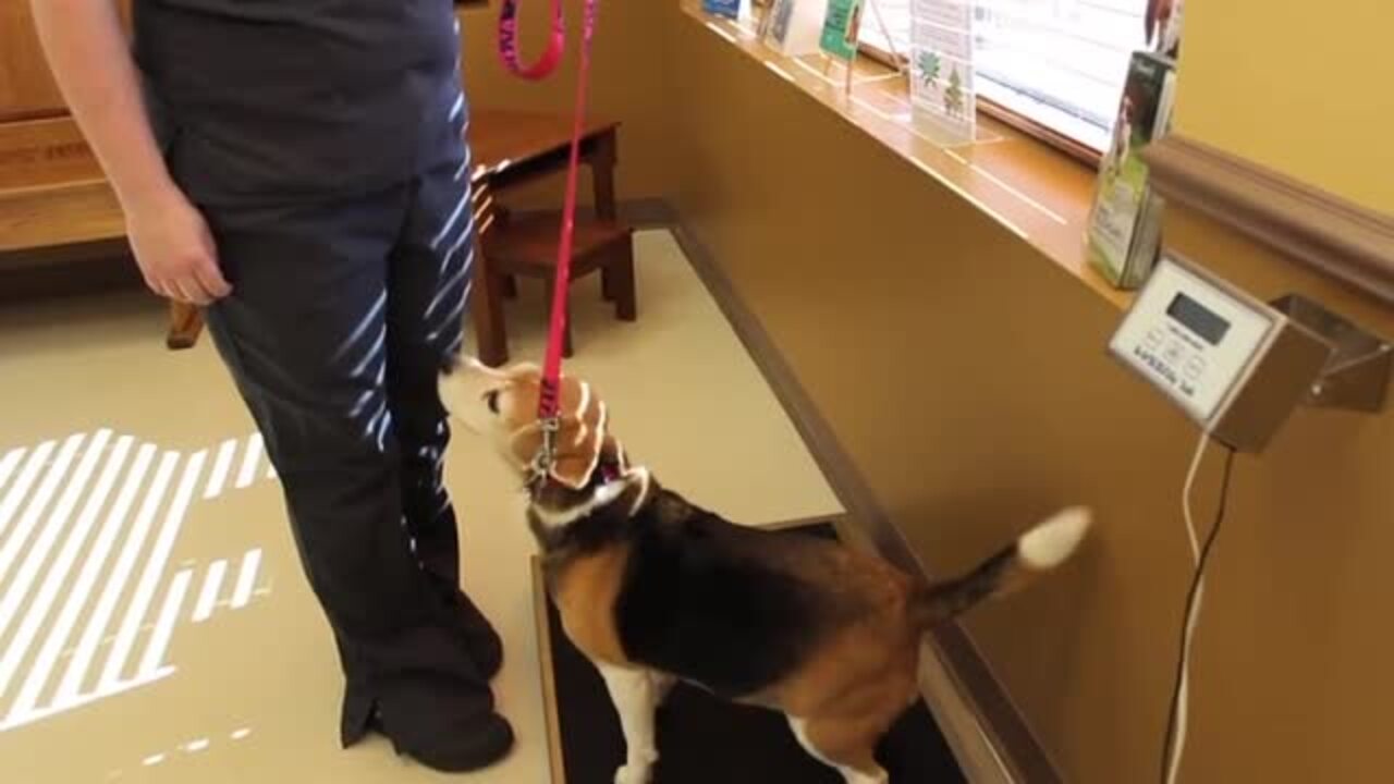 Animal House Veterinary Hospital 35 Photos & 30 Reviews