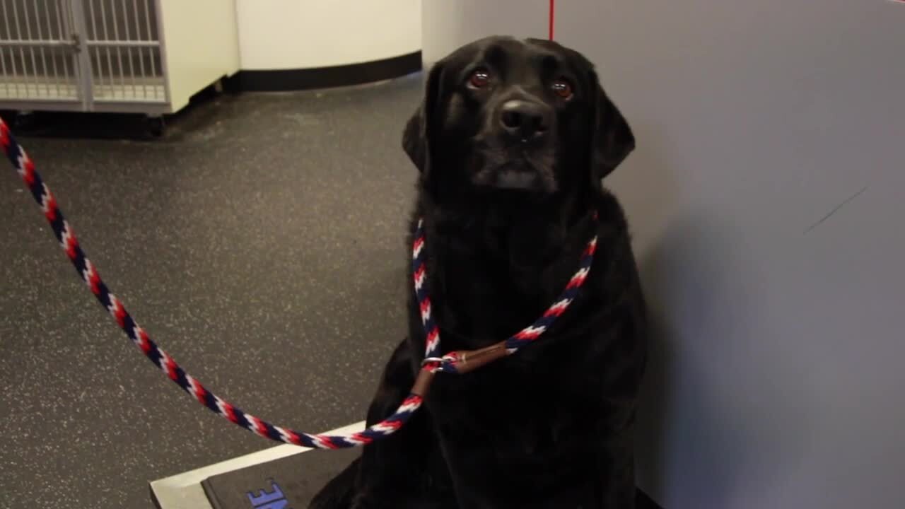 Boyd’s Veterinary Resort Updated COVID19 Hours & Services 99