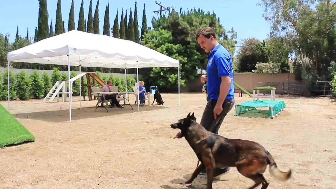 master dog trainer master dog trainer