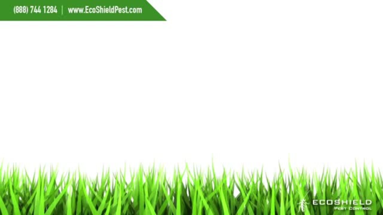 ECOSHIELD PEST CONTROL 39 Photos & 377 Reviews Pest Control 1102 Commerce Dr, Geneva, IL