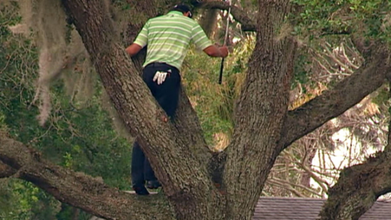 Top-10 tree encounters on the PGA TOUR