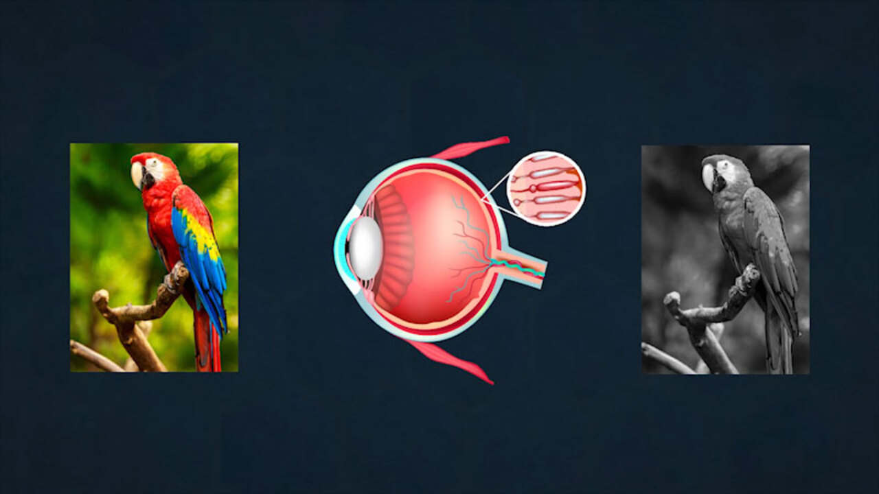 Which Part Of The Electromagnetic Spectrum Has The Longest Wavelength: Unraveling the Mystery