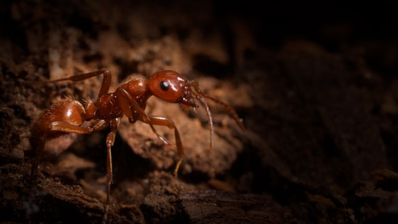 Ants make 'milk'? This new discovery took scientists by surprise