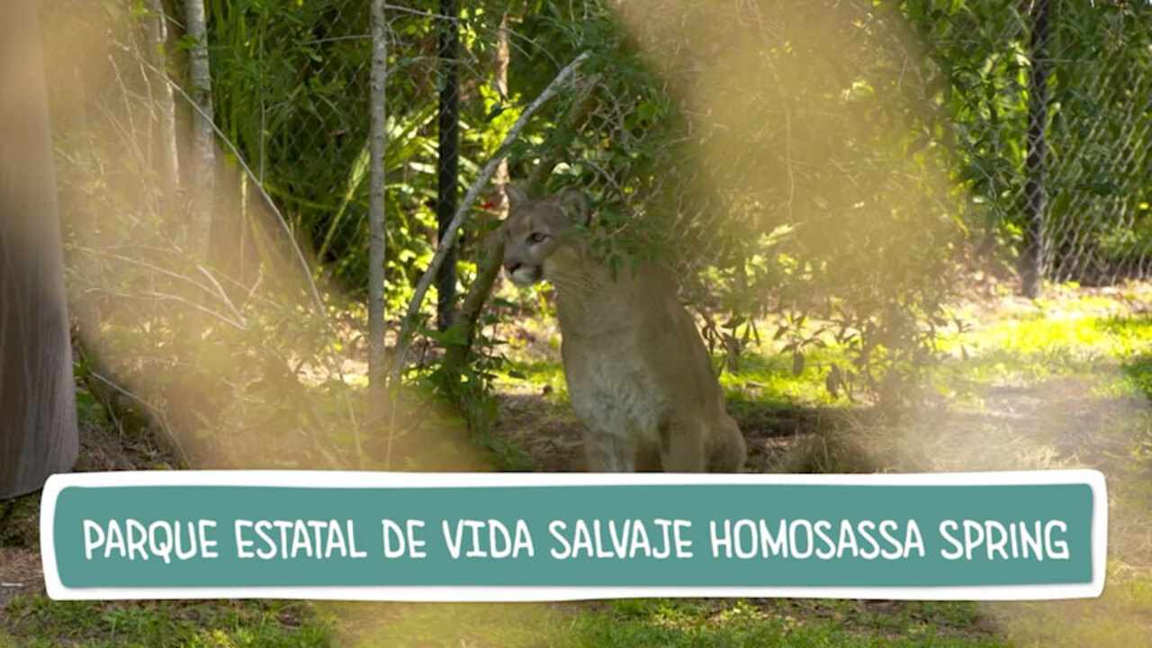 COLA NA GRADE - Otro Lado 