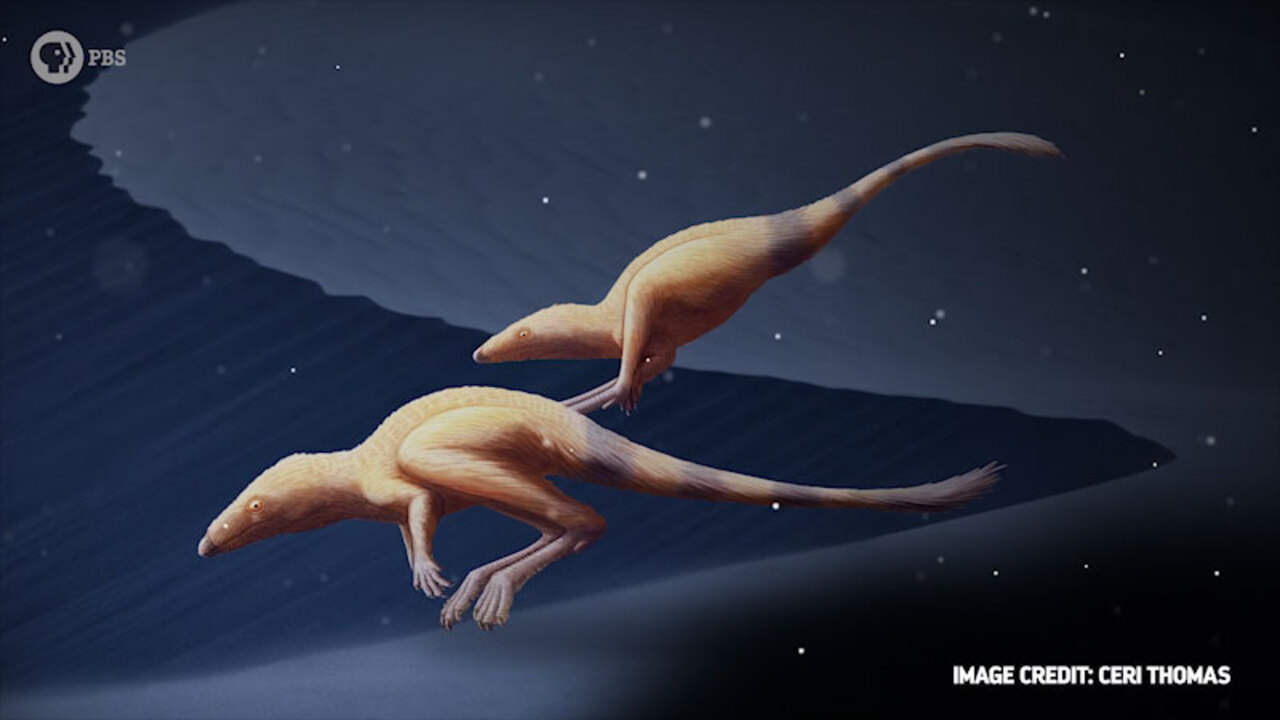 Did pterosaurs have feathers? Scientific debate takes flight in new study