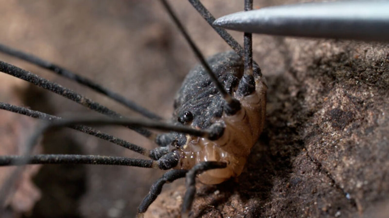 Deep Look: Daddy Longlegs Risk Life and Especially Limb to Survive