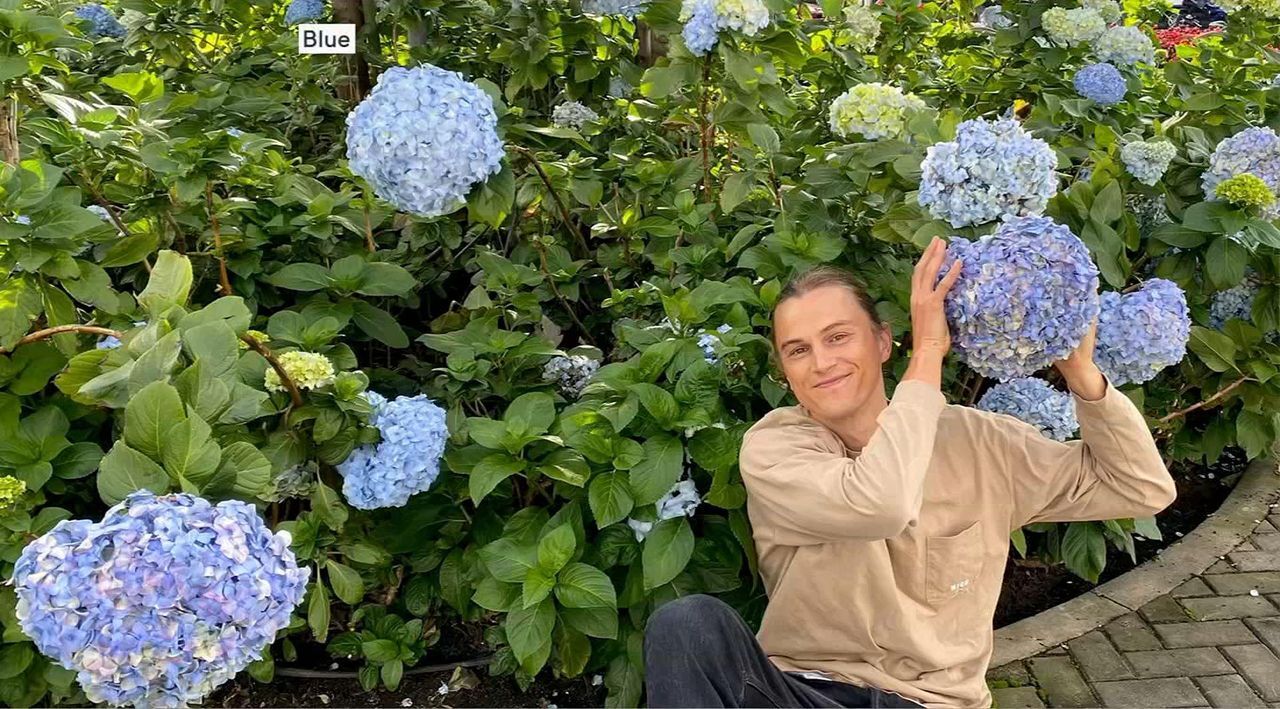 Roberta's 1pc Onyx Mophead Hydrangea Live Plant - QVC.com