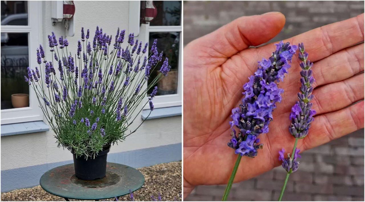 Roberta's 2-Piece Sensational Lavender Live Plants - QVC.com