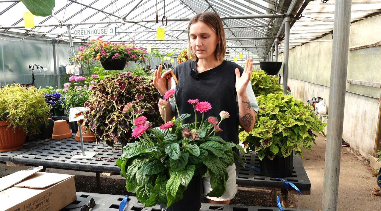 Girl Next Door 3-Piece Easy Wave Series Petunia Live Plants - QVC.com
