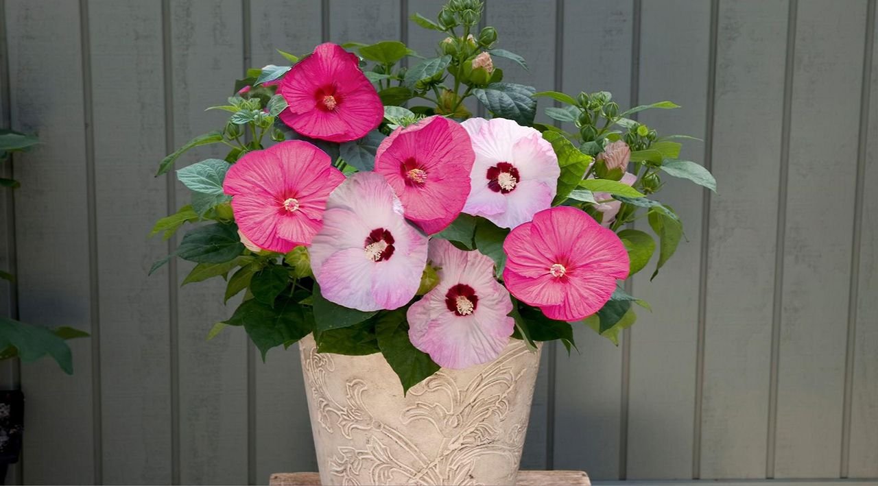 Roberta's 1PC 2-in-1 Honeymoon Hardy Hibiscus Live Plants - QVC.com