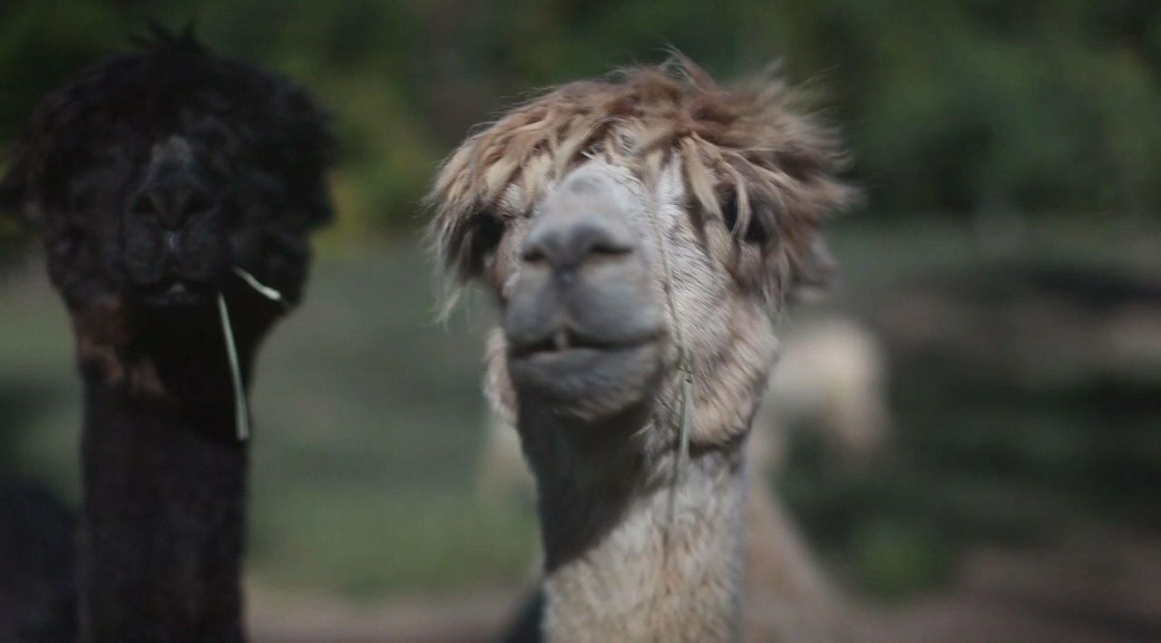 Be The Person Your Alpaca Thinks You Are Tazza da viaggio Crazy Lady