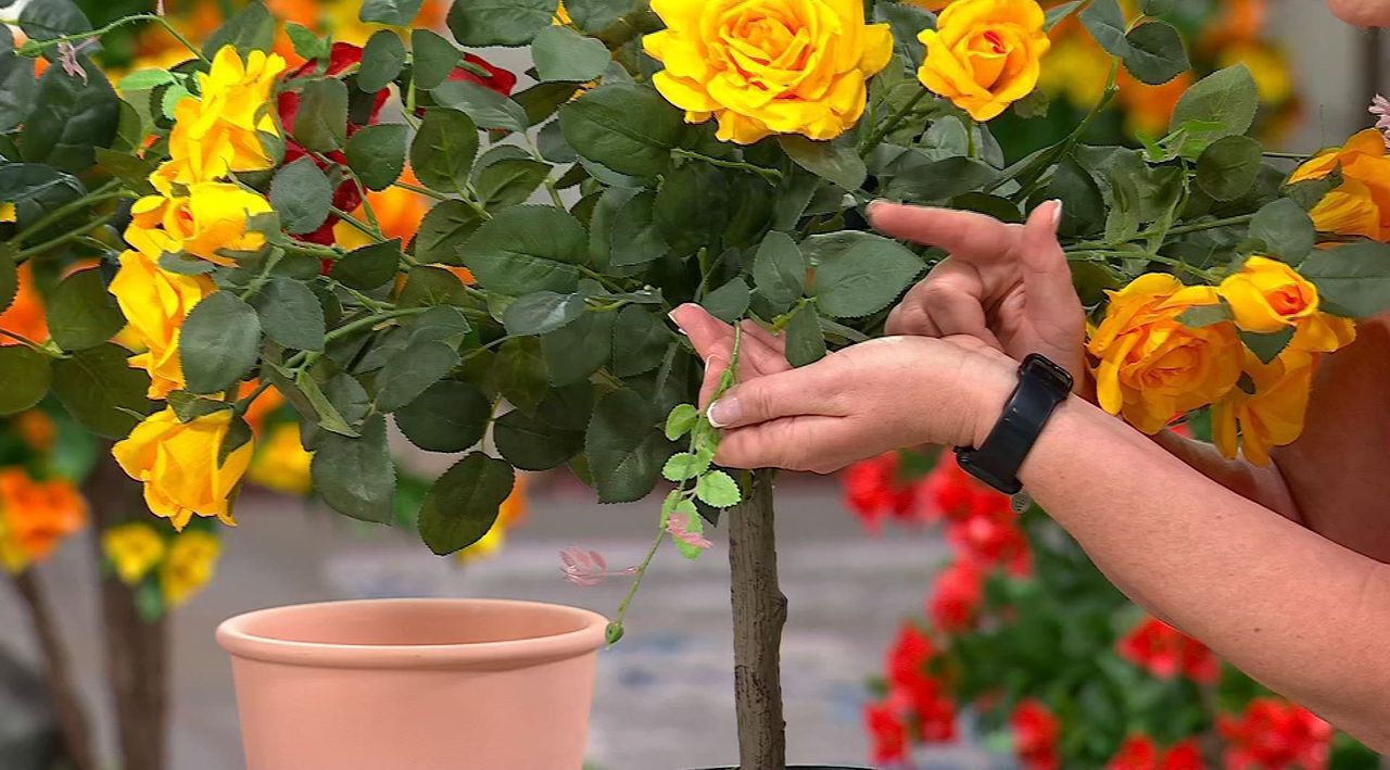 【新品未開封】ROSE BUD standingMICKEYMOUSEsweat Closed White Rose Rose Bud Rosebud Stock Photo 1445829695