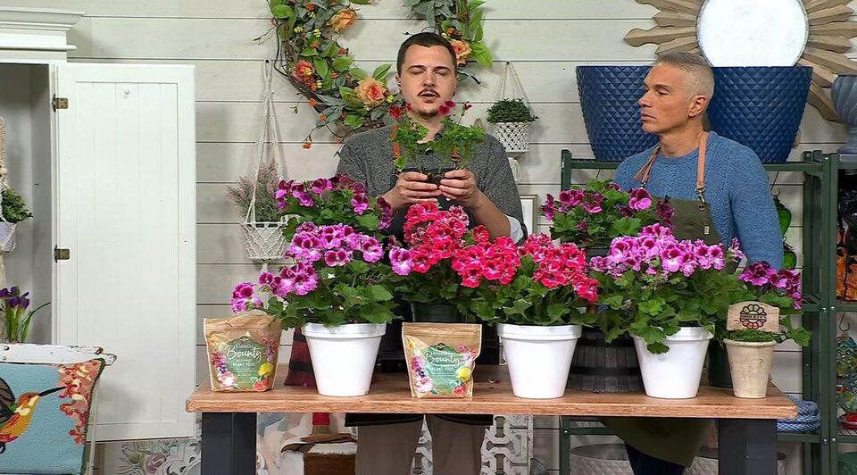 Roberta's 3-Piece Candy Flowers Series Geranium Live Plants - QVC.com