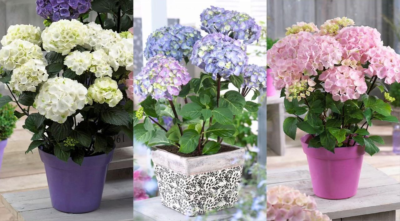 Roberta's 1pc Onyx Mophead Hydrangea Live Plant - QVC.com
