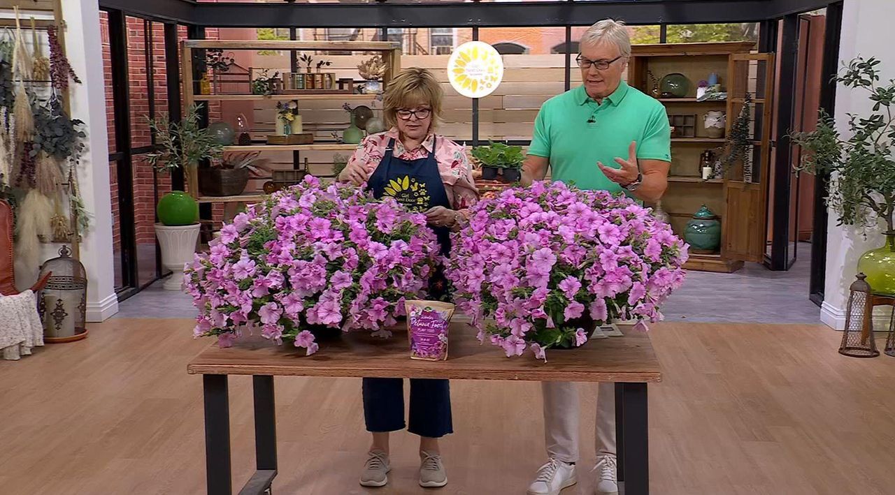 Girl Next Door 3-Piece Easy Wave Series Petunia Live Plants - QVC.com
