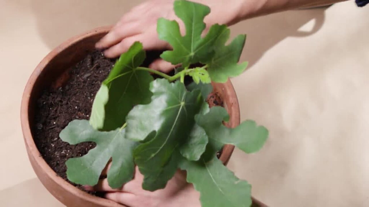 Unboxing For Vegetable Or Fruit