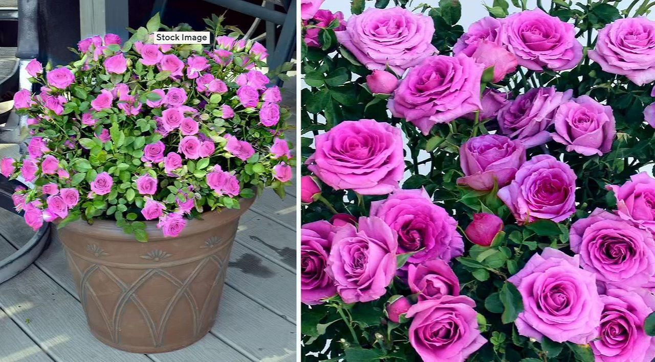 Cottage Farms 3-Piece Lavender Jewel Mini Rose Live Plants - QVC.com