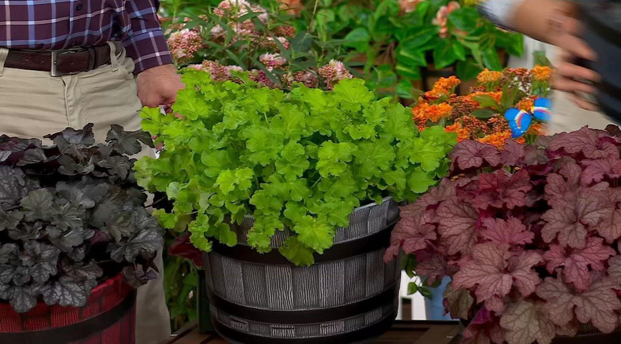 Roberta's 3-Piece Shade Loving Coral Bells Live Plants - QVC.com Roberta's 3-Piece Shade Loving Coral Bells Live Plants - QVC.com
