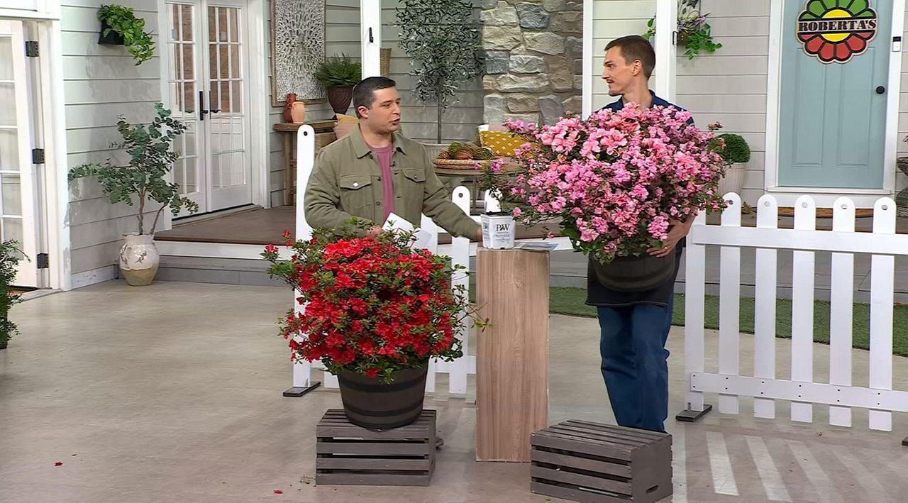 Roberta's 1Pc Perfecto Mundo ReBlooming Azalea Plant - QVC.com