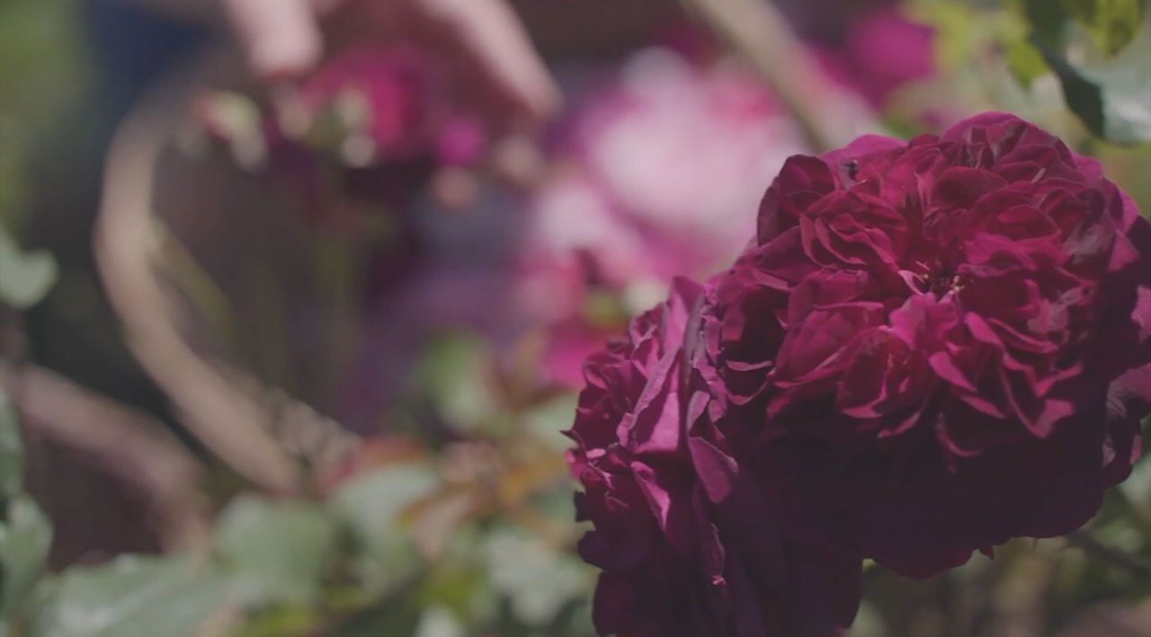 Harvesting Roses