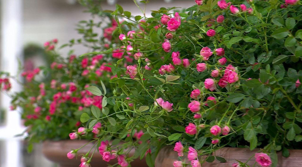 ローズファミリー Cottage Farms 2-Piece Pinku Rose Live Plants - QVC.com