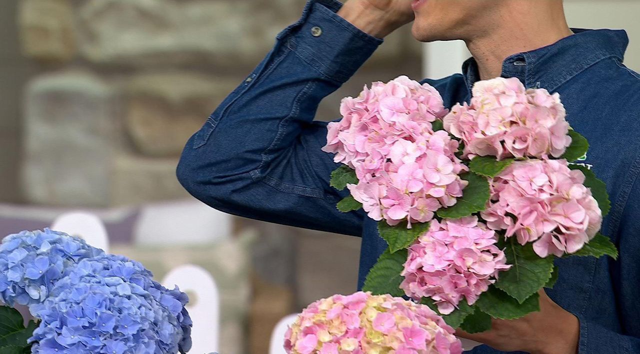 Roberta's 3-Piece Onyx Mophead Hydrangea Live Plants - QVC.com
