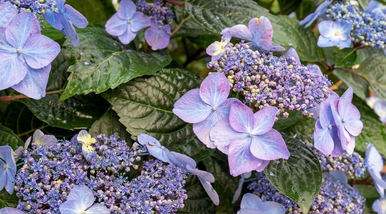 Girl Next Door 1-Piece Pop Star Hydrangea Live Plant - QVC.com