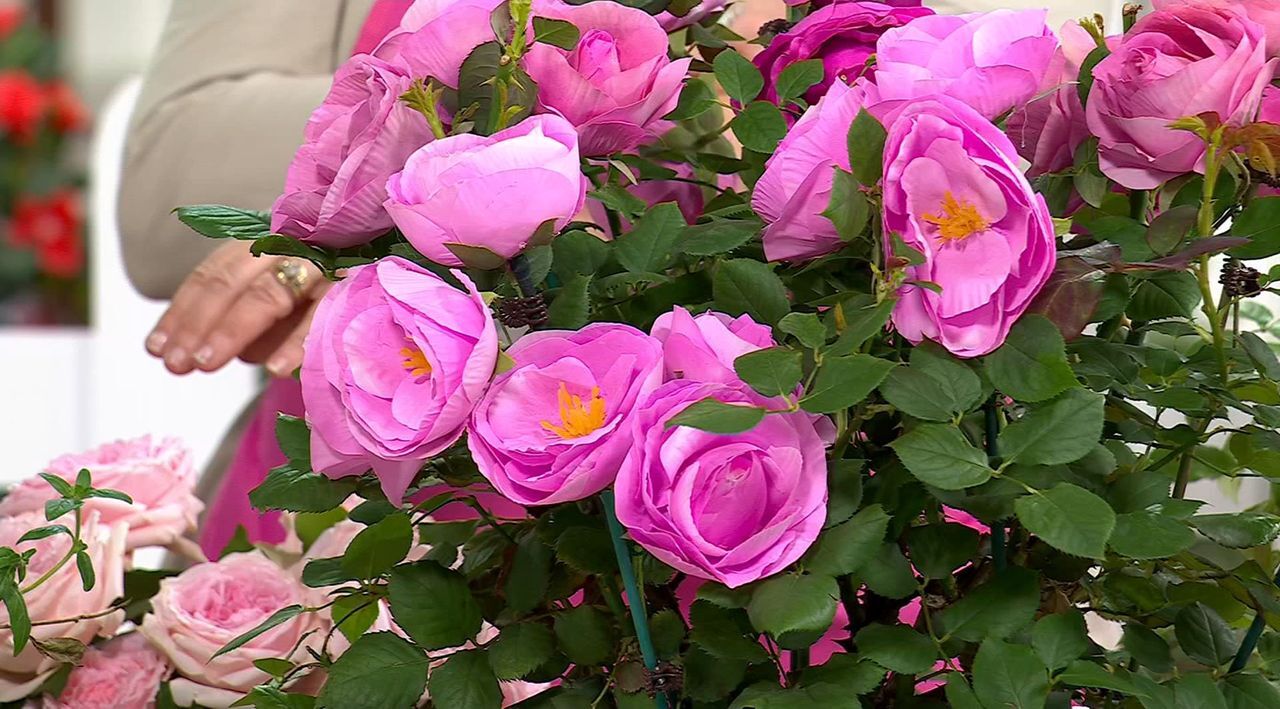 Girl Next Door 1-Piece Scentables Rose Live Plants - QVC.com