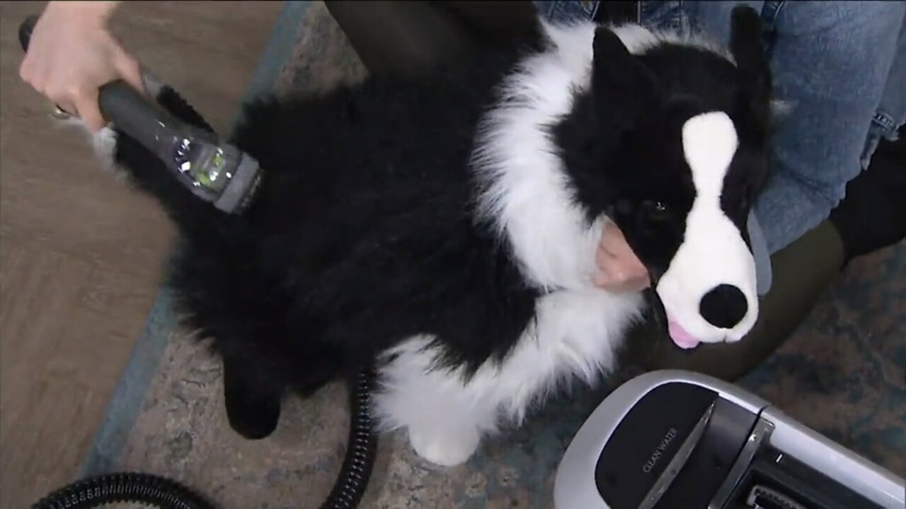 bissell bark bath target