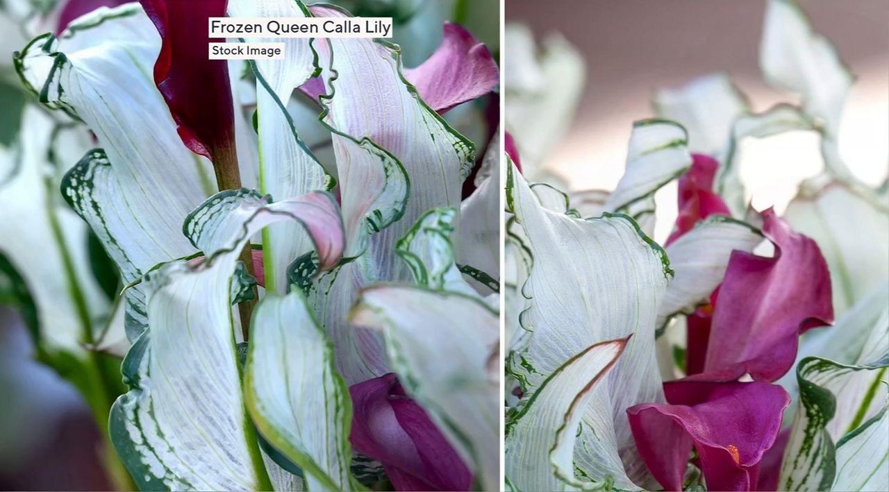 Cottage Farms 1-Piece Frozen Queen Calla Lily Live Plant - QVC.com