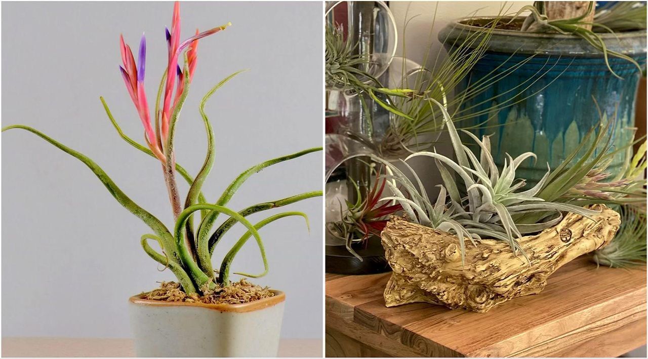 ブロメリア・エアープランツ Billbergia 'Simply Irresistible' B0268 Billbergia 'Simply Irresistible' — Vintage Green Farms with