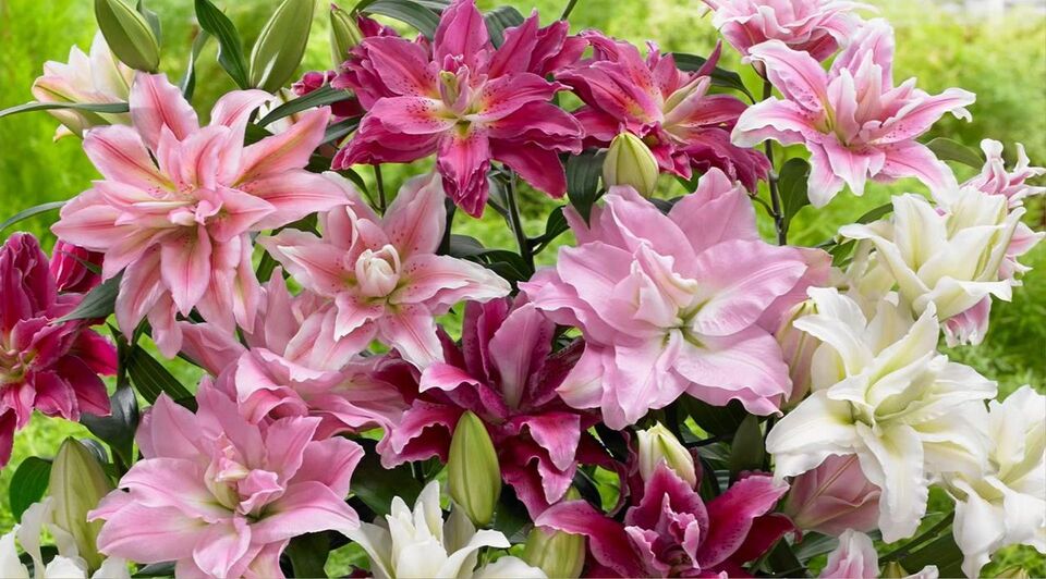 Roberta's 5-Piece Roselily Live Bulbs with 2lb Fertilizer - QVC.com
