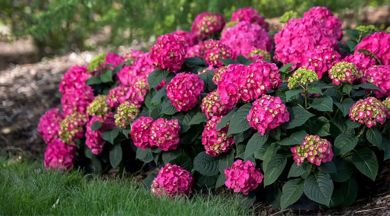Roberta's 1-Piece Endless Summer Live Hydrangea - Summer