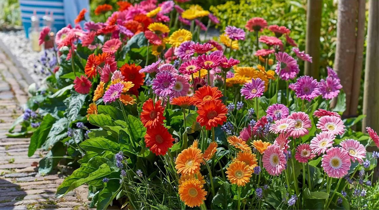 Roberta's 4-Piece Sweet Series Hardy Gerber Daisy Live Plants