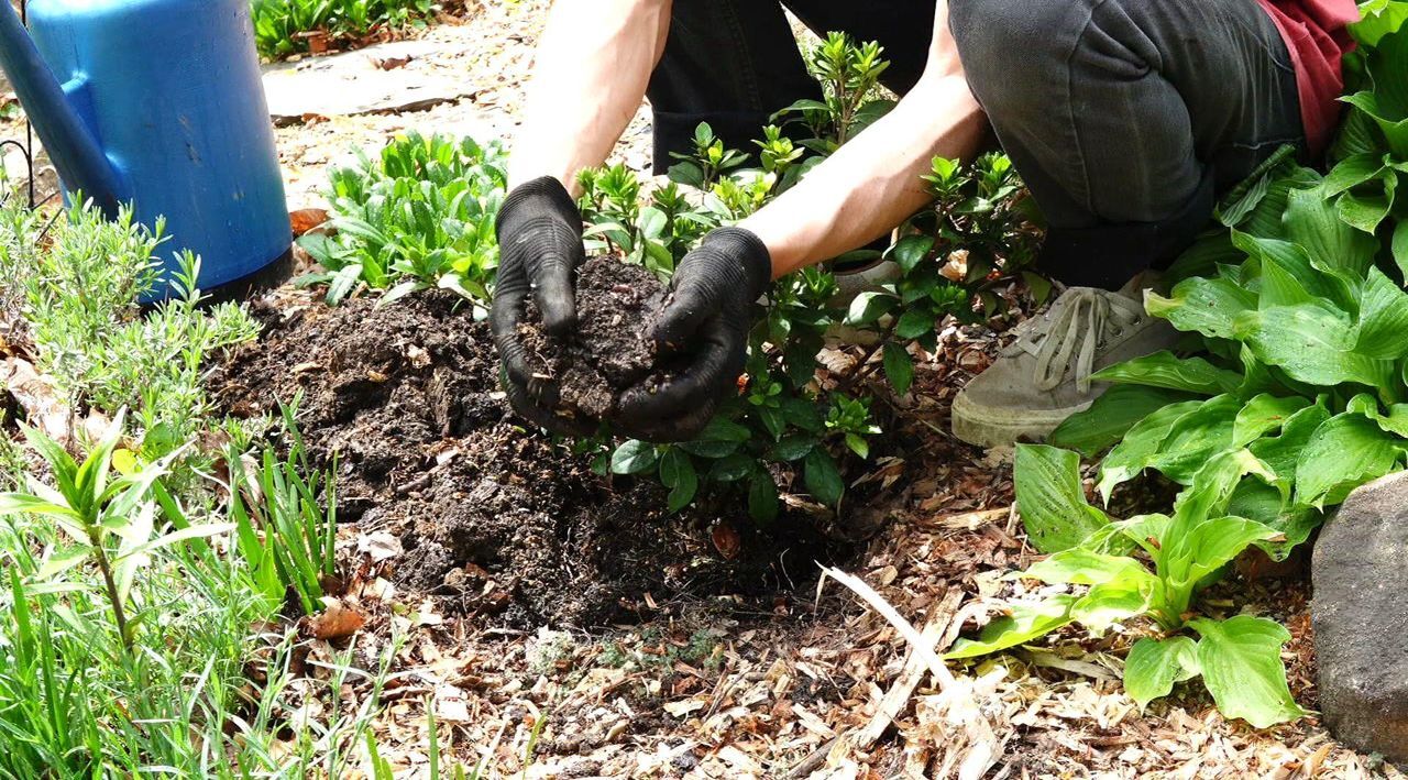 Roberta's 1Pc Perfecto Mundo ReBlooming Azalea Plant - QVC.com