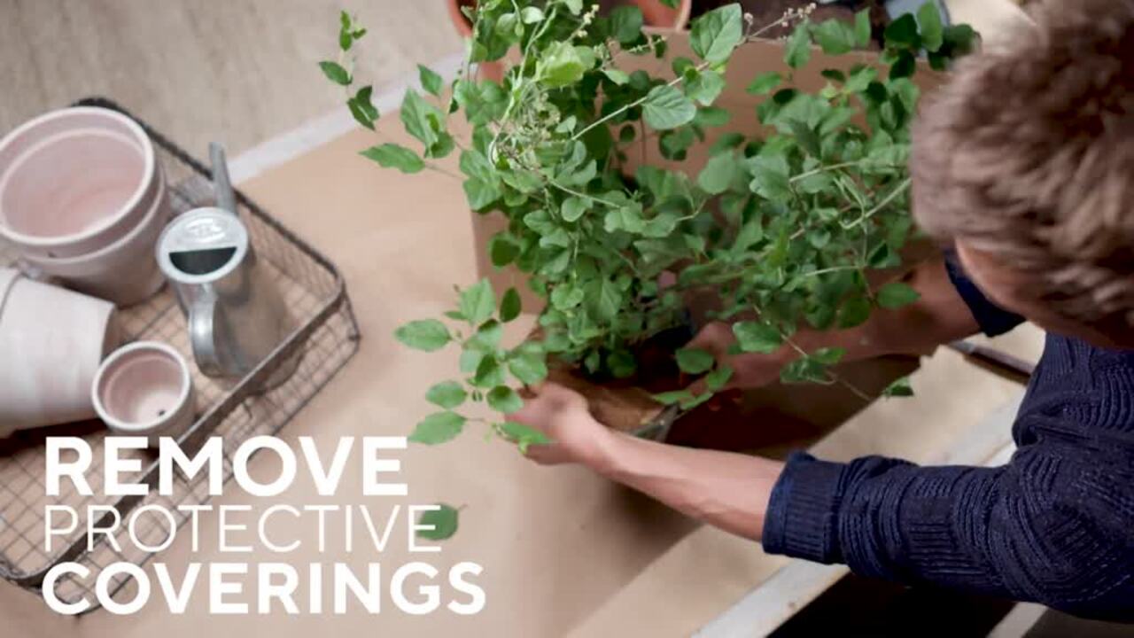 Unboxing For Tree Or Shrub