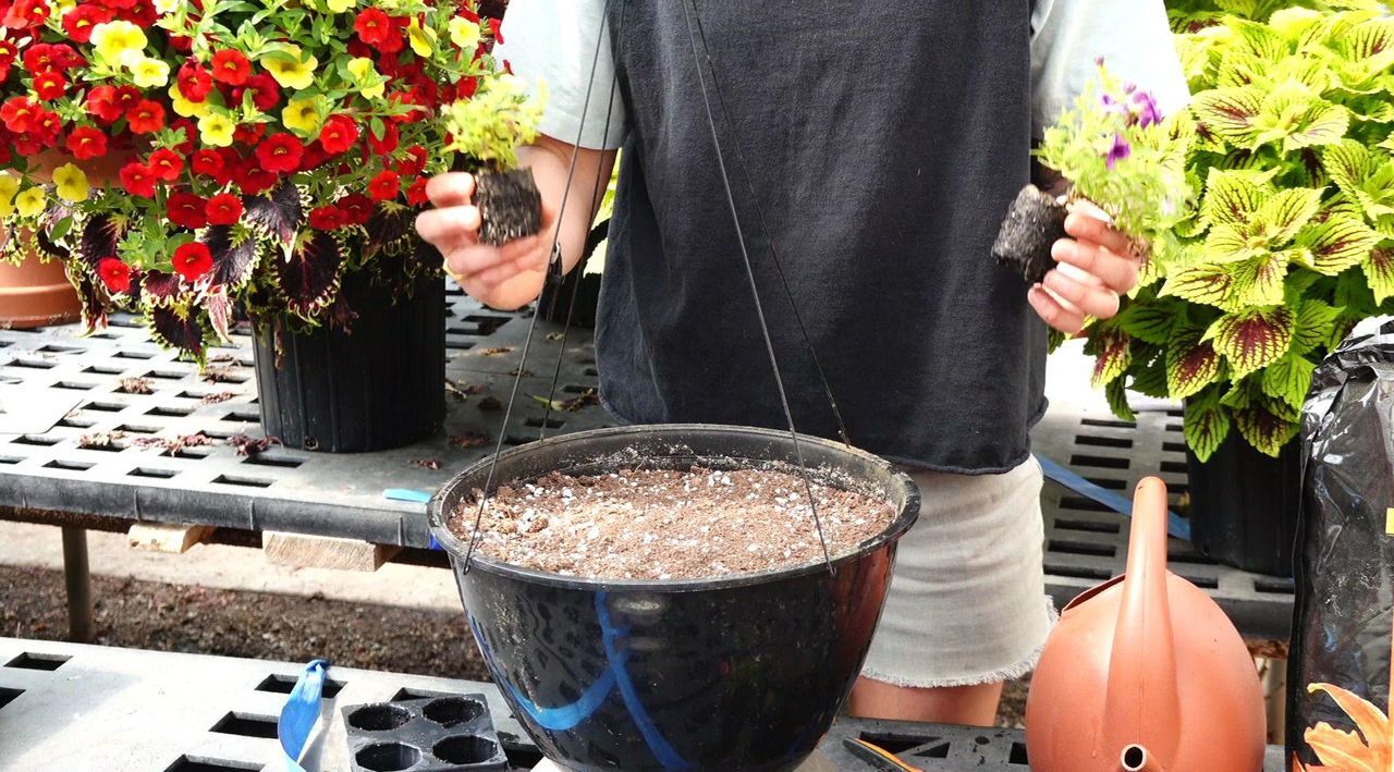 Girl Next Door 3-Piece Easy Wave Series Petunia Live Plants - QVC.com