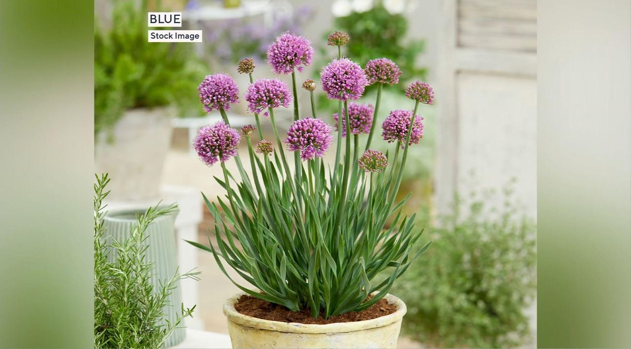 raised plant pot Smart Pot&reg; Round Raised Bed (Purple) 100-Gallon Fabric Planter – Park  Seed main image 1