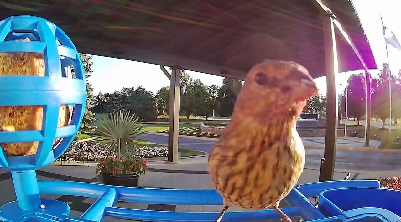 Bird Camera