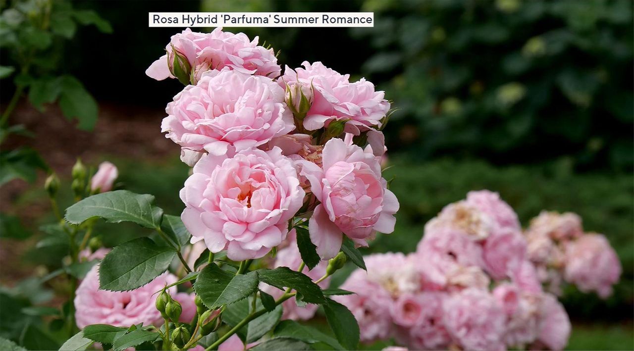 Girl Next Door 1-Piece Summer Romance Shrub Rose Live Plant - QVC.com