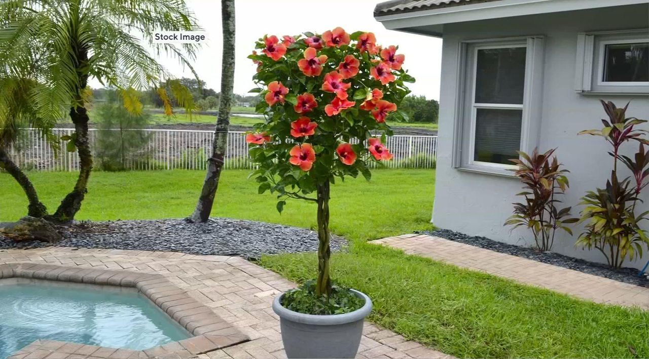 Cottage Farms 1-Piece Fiesta Braided Hibiscus Tree Live Cottage Farms 1-Piece Fiesta Braided Hibiscus Tree Live