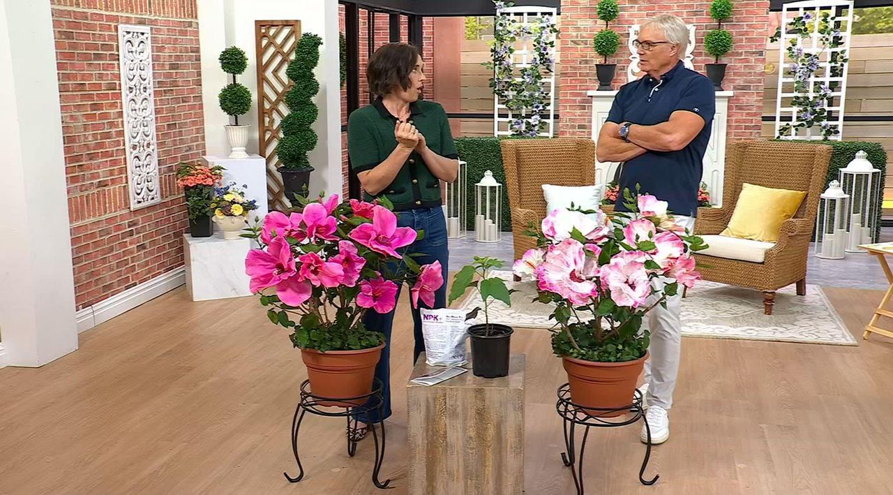Cottage Farms 1-Piece Head Over Heels Hibiscus Live Plant - QVC.com