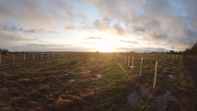 Forestry - Tree Planting 2019