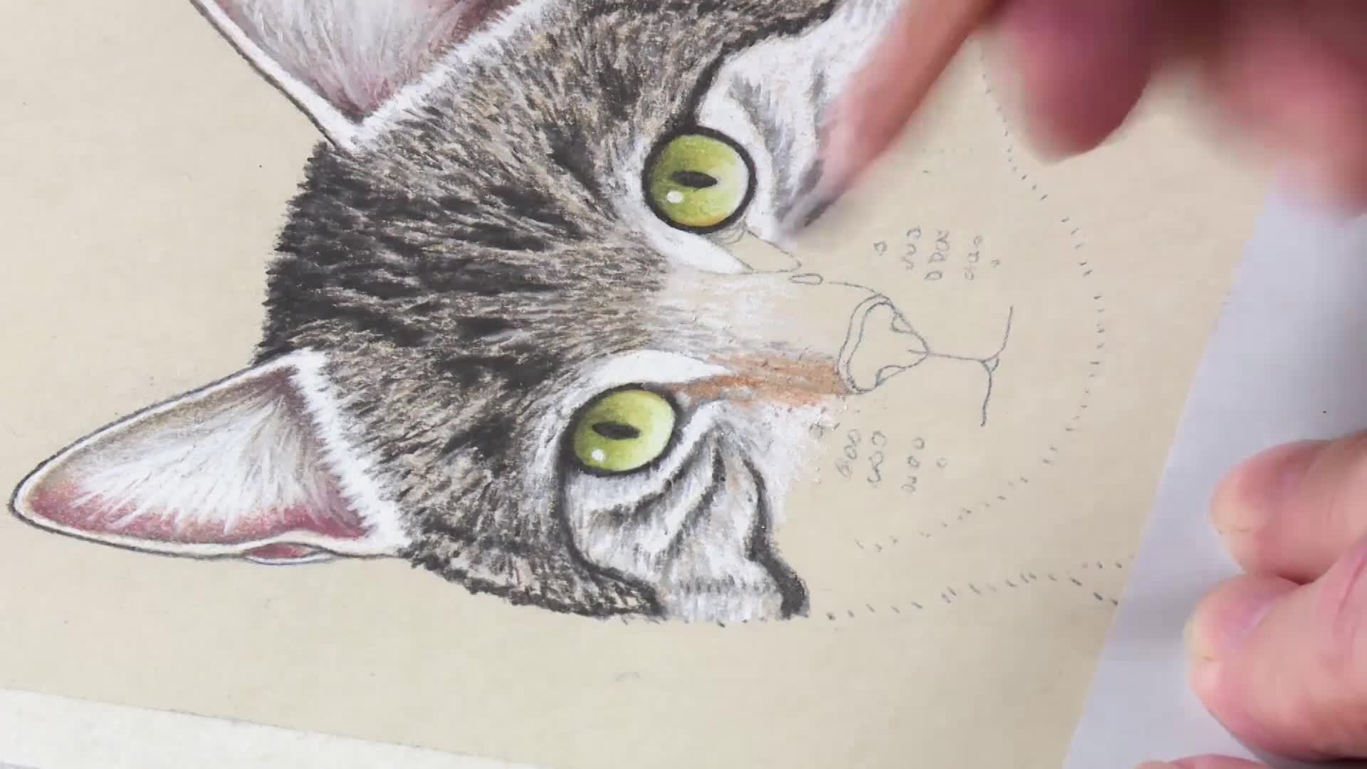 Cat: Eyes, Nose &amp; Mouth