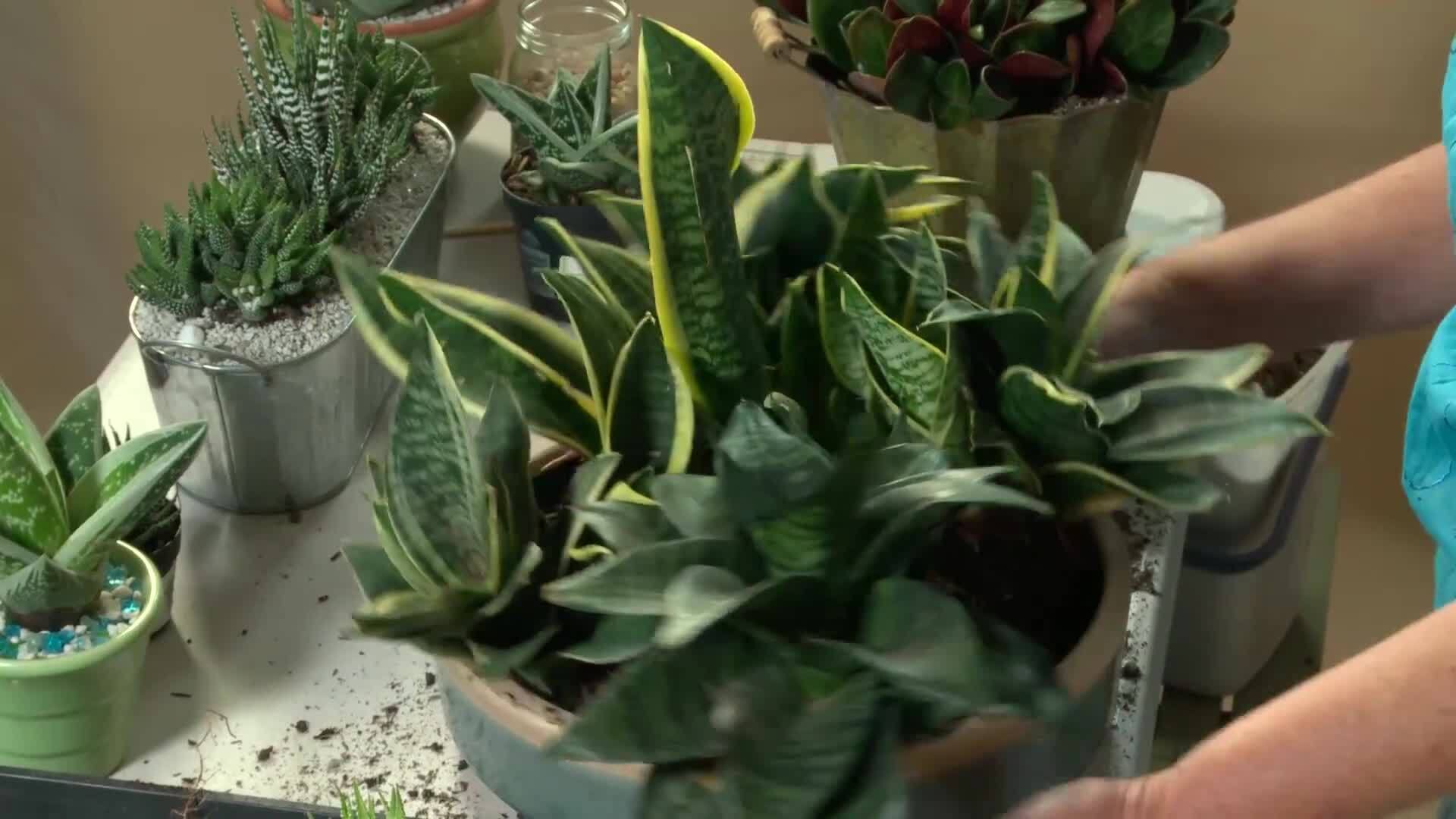 Low-Light Composition