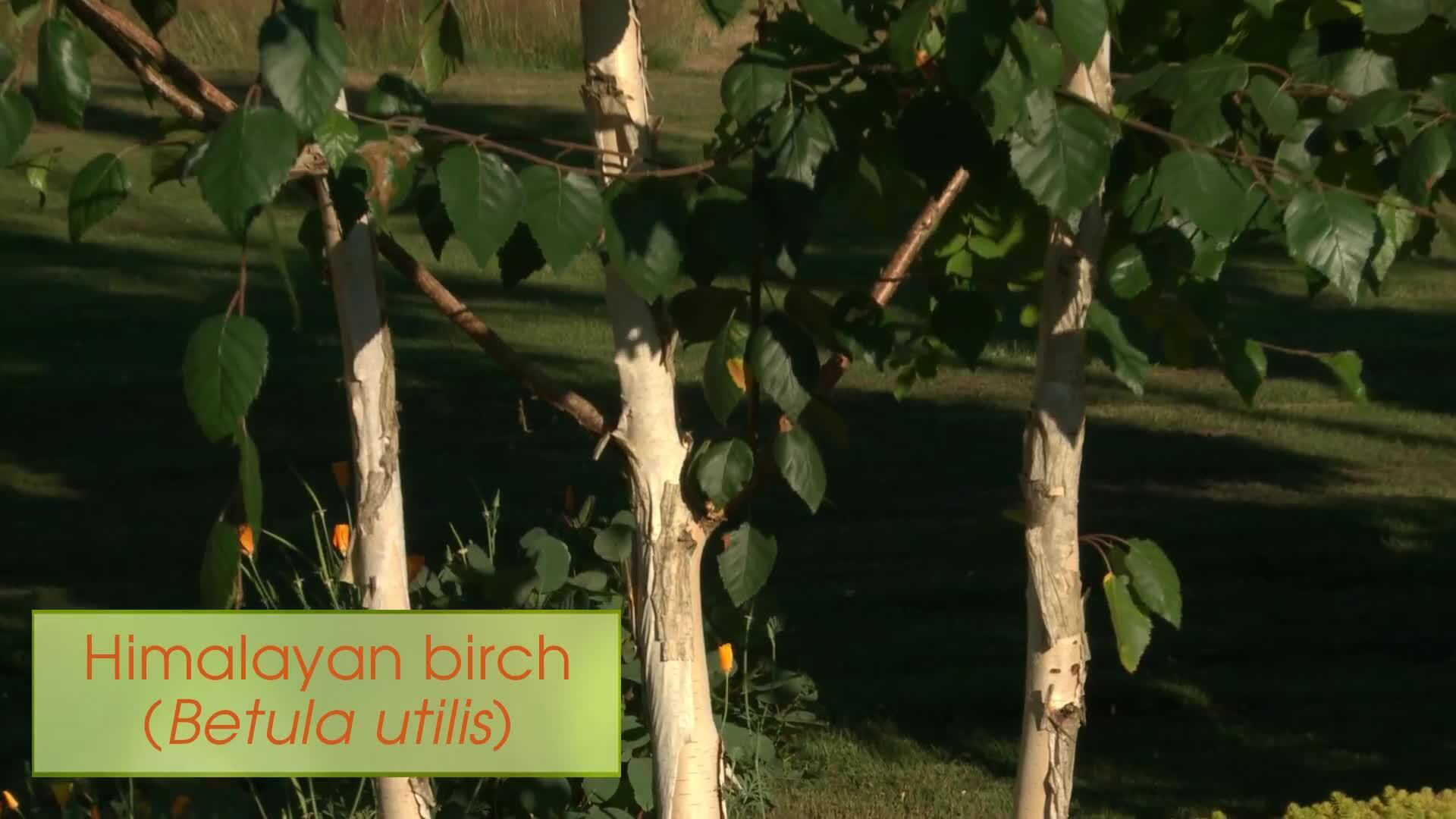 Containers as Focal Points